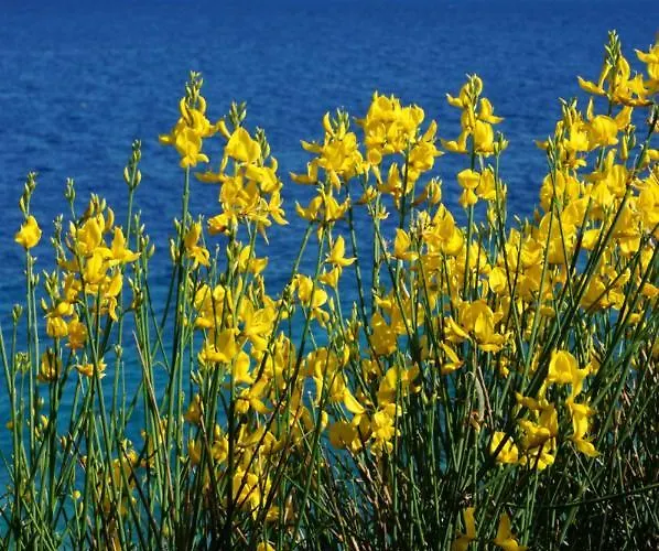 Layla - Intermezzo With Sea View In Center Of * 라벡